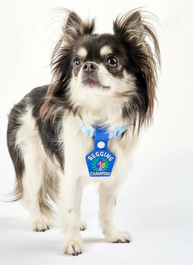 Médaille Begging Champion | Bleu