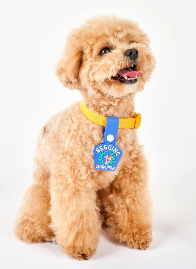 Médaille Begging Champion | Bleu