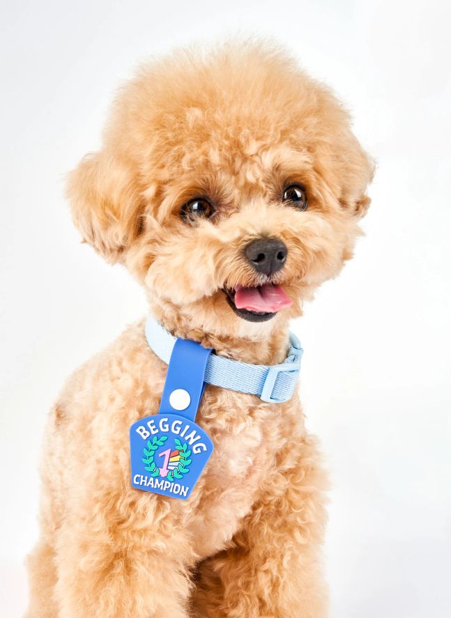 Médaille Begging Champion | Bleu