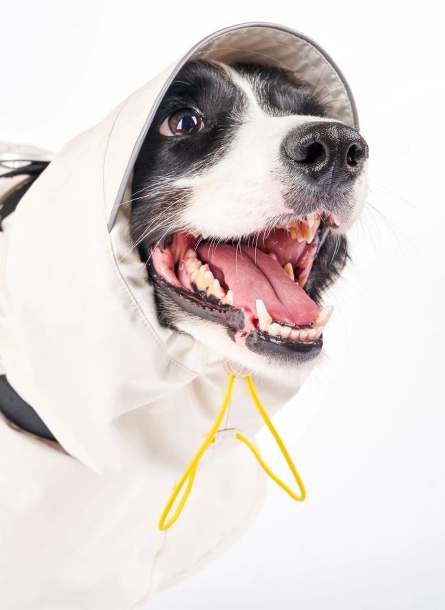 Manteau de pluie Venture | Jaune