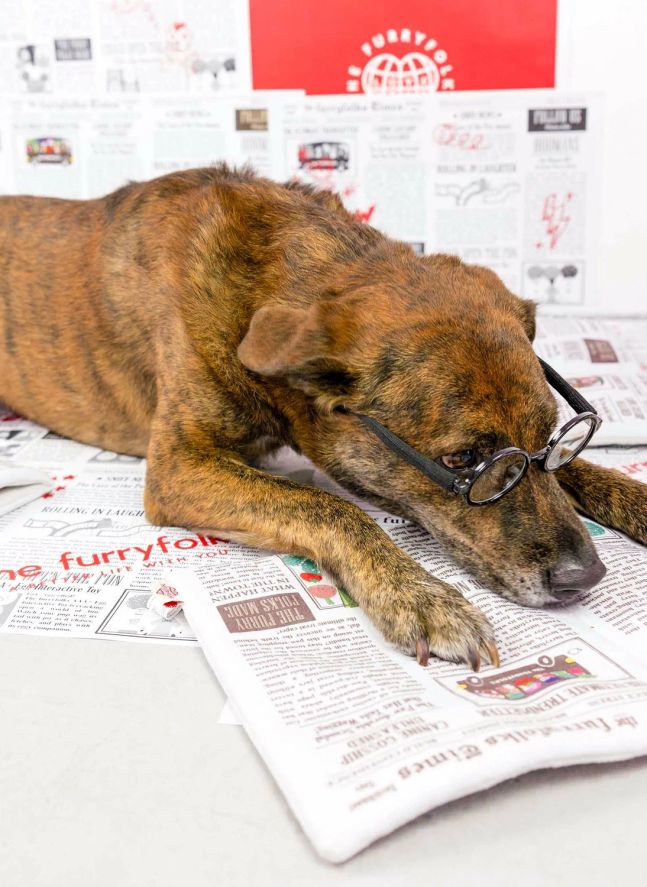 Jouet de fouille Newspapper | Multicolore