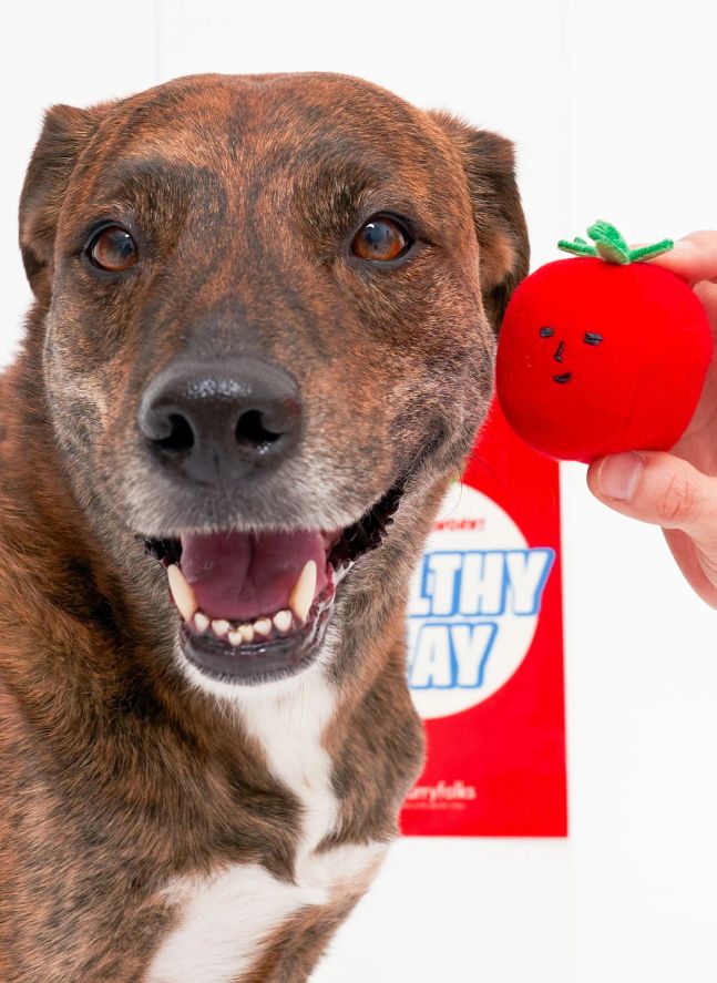 Jouet de fouille Cherry Tomato | Rouge tomate