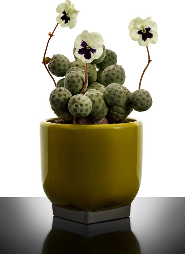 Cache-pot 02, Kris van assche | Jaune