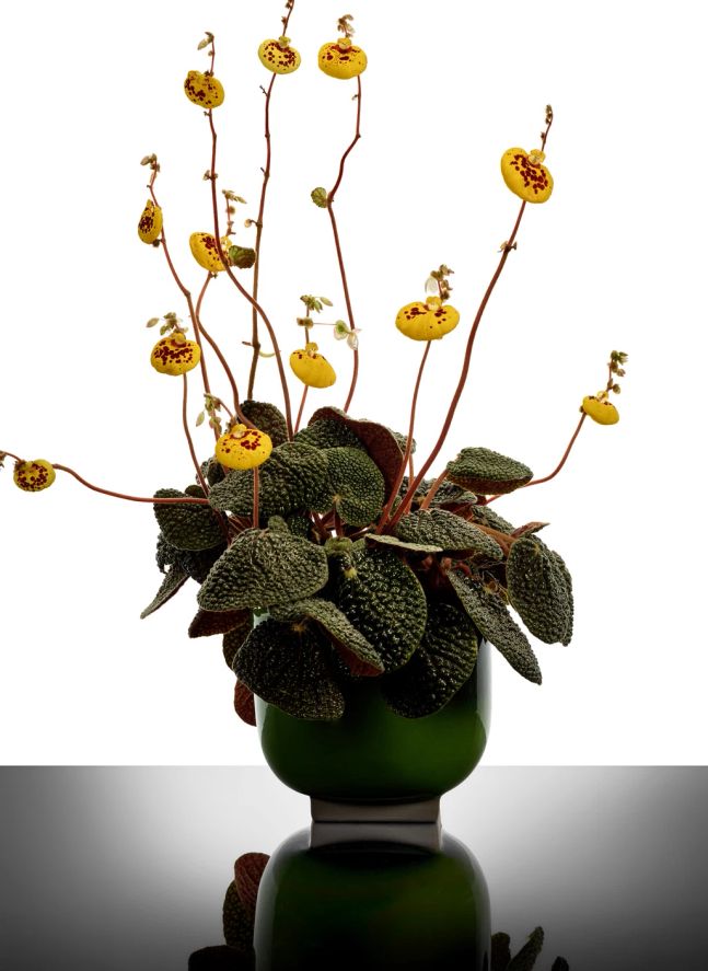 Cache-pot 01, Kris van assche | Vert