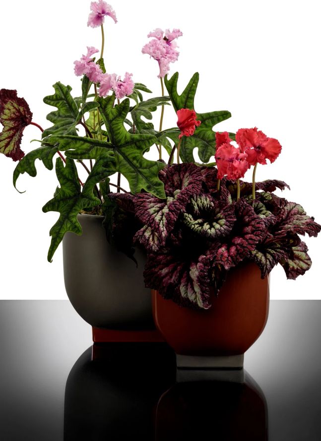 Cache-pot 02, Kris van assche | Rouille